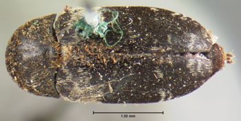 Media type: image;   Entomology 6859 Aspect: habitus dorsal view